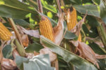 Corn hybrids for silage