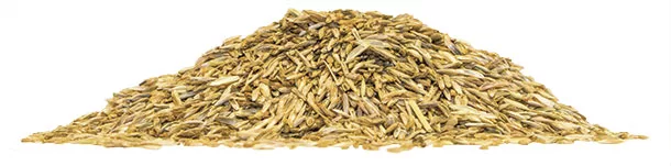 0118PF-lane Seeds