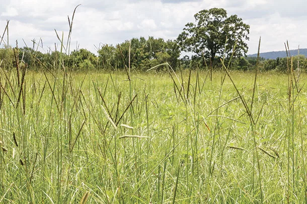 Pasture mix