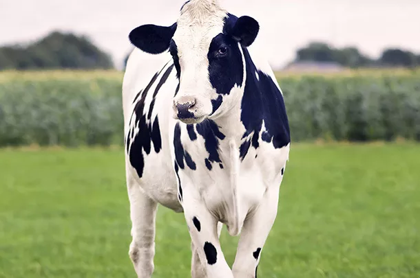 cow in field