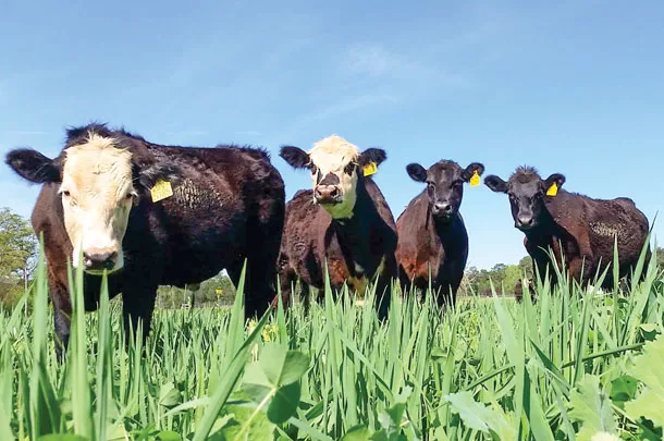steers on pasture