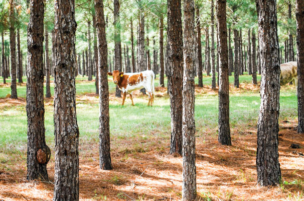cow in woods
