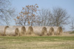 Round bales in the field 