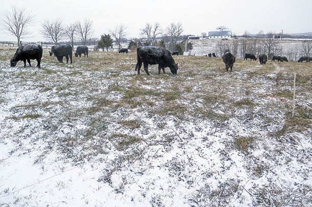 Cattle grazing in the snow