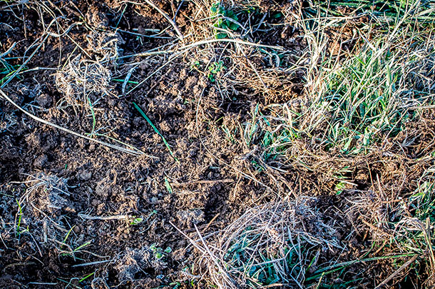 Bare soil should be showing for successful clover overseeding