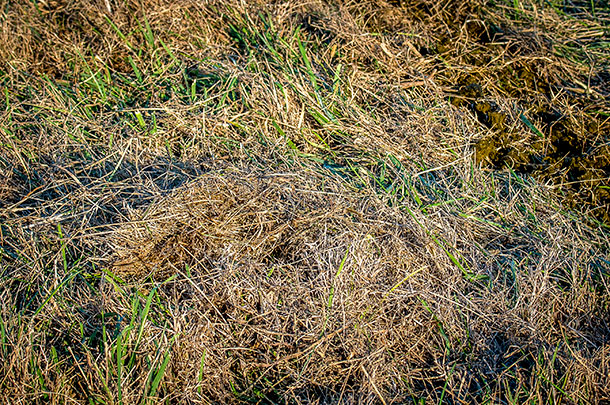 The heavy ground cover seen here will prevent clover establishment