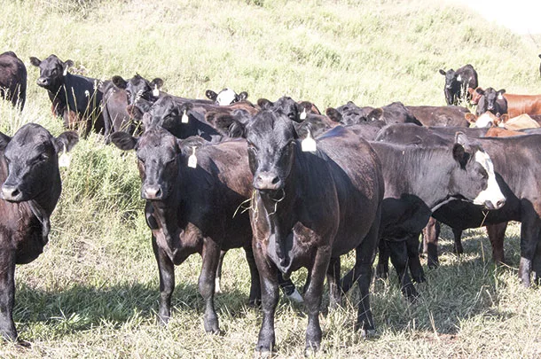 Cattle grazing