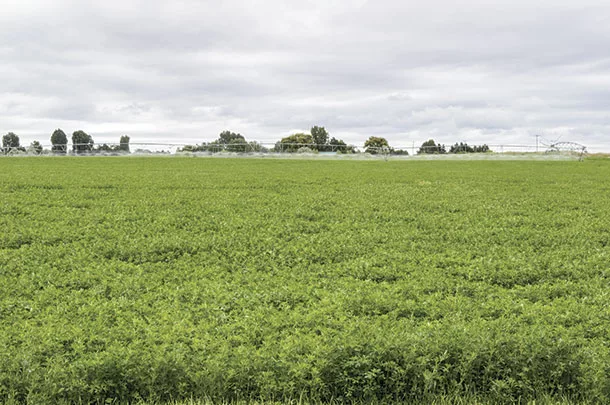 Irrigating an alfalfa field