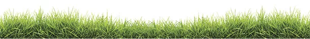 Green grass