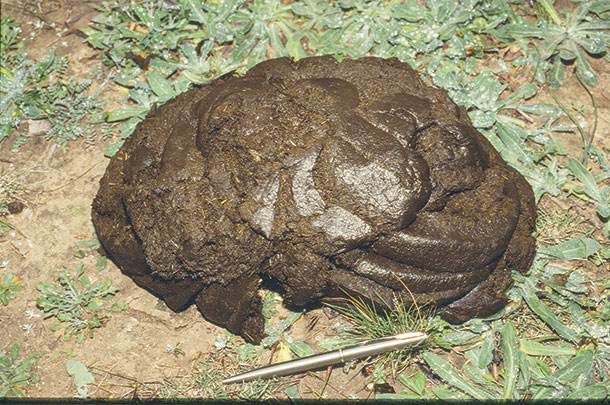 This cattle dropping indicates a forage crude protein level of 5 percent or less