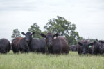 Cattle graze warm-season grasses