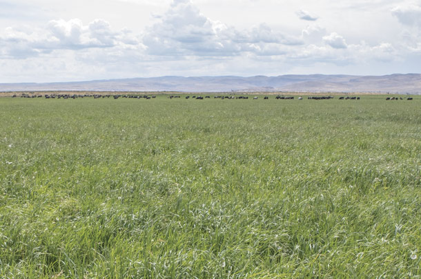Soil conditioning is an essential part of maintaining these pastures in Southern Idaho
