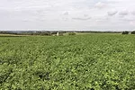 Thinning alfalfa stands are perfect candidates for introducing perennial grasses