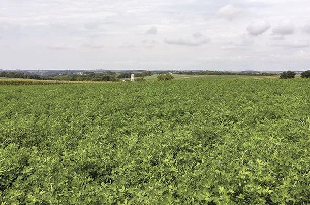 Thinning alfalfa stands are perfect candidates for introducing perennial grasses