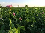 La Crosse Seed red clover