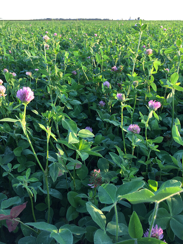 La Crosse Seed red clover