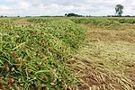 balansa clover super silage