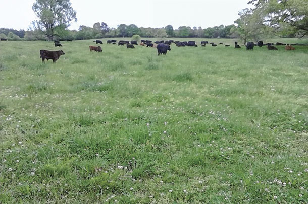 Chantilly is a working cattle farm