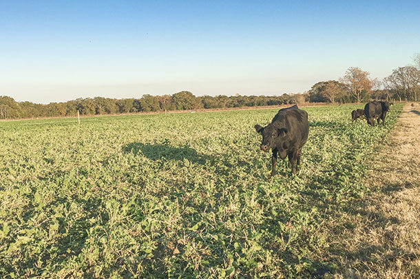 Cow-calf paris are limit grazing 