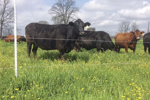 Cows graze ryegrass plots 