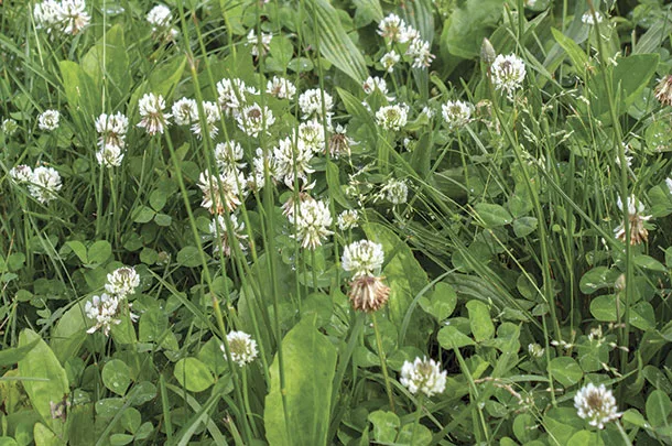 Clover