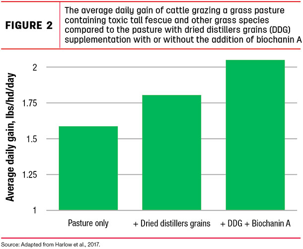 The average daily gain of cattle grazing a grass pasture containing toxic tall fiescue and other grass species