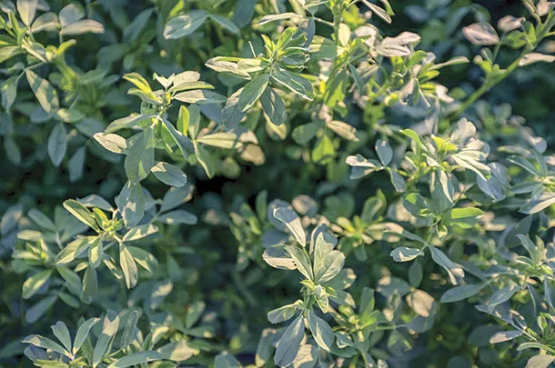 Alfalfa
