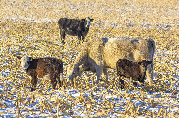 Cattle grazing corn stover and winter cover crops