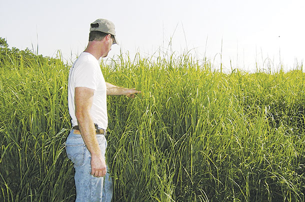 John inspects a big sluestem seed production field 