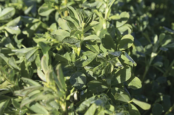 Alfalfa