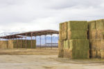 Hay in the stack