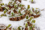 frost-resistant berseem clover