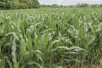 Corn field
