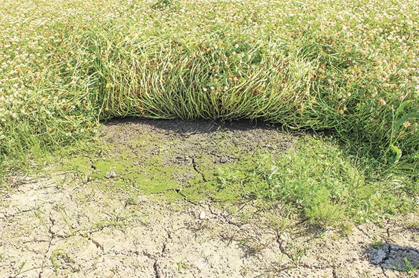 Cold-tolerant variety of balansa clover