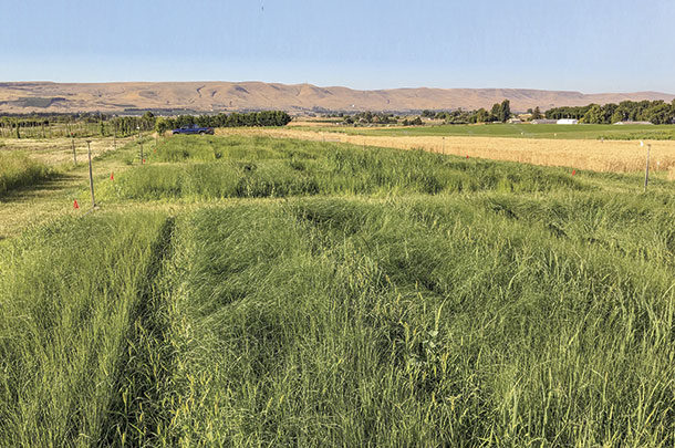 Teff grass research plots at Washington State