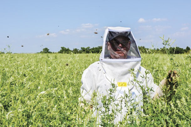 A researcher is surrounded with pollinators in a seed productin field