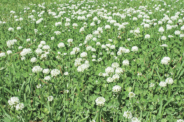 White clover