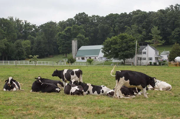 dairy cows in pasture
