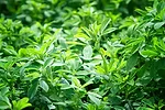 alfalfa