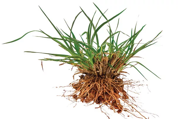 Crabgrass