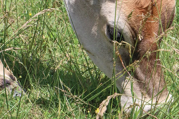 cattle grazing