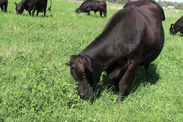 cattle grazing