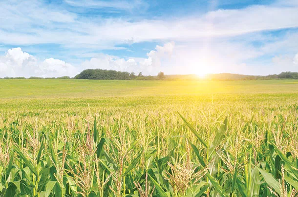 Corn field