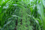 corn with interseeded alfalfa