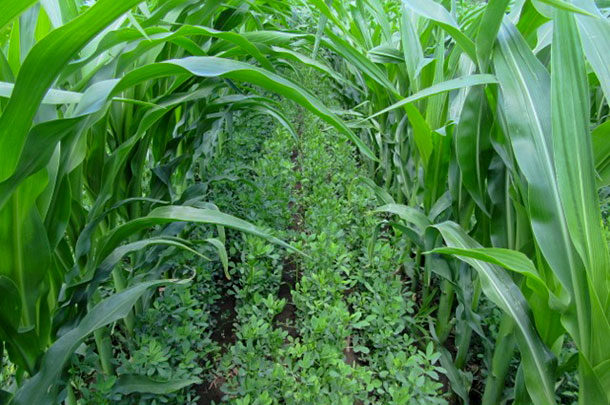 corn with interseeded alfalfa