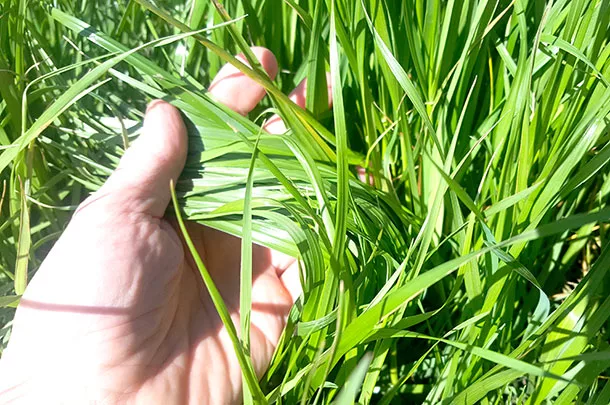 ryegrass