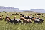 Cattle in a pasture