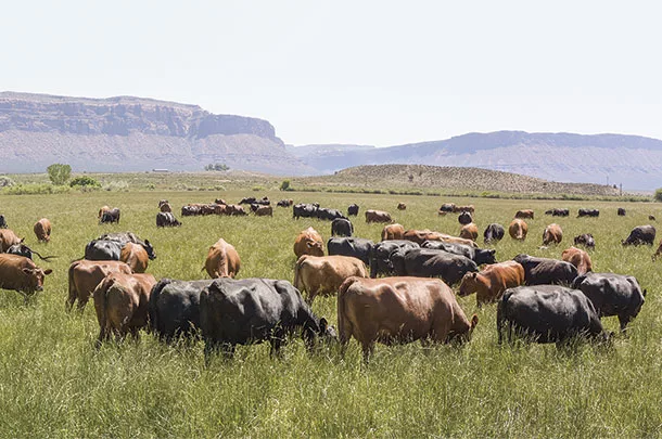 Cattle in a pasture