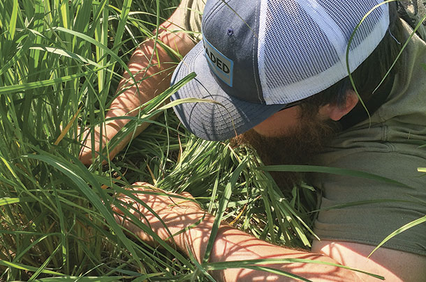 Grass tillers were counted to determine sustainability of continious grazing