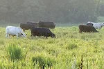 Cattle grazig native warm-season grass